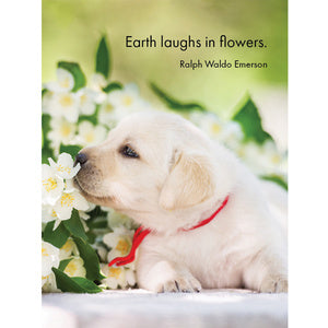 Live, Love, Bark