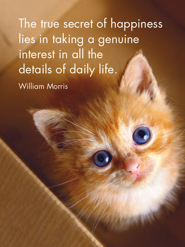 Kitten Tales