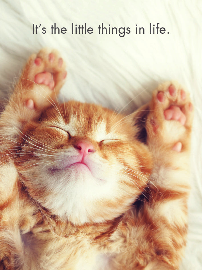Kitten Tales