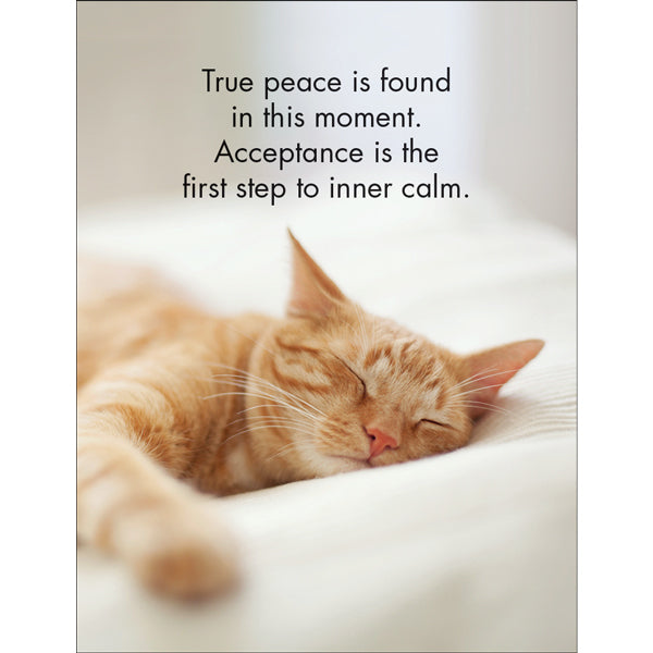 Wise Cats