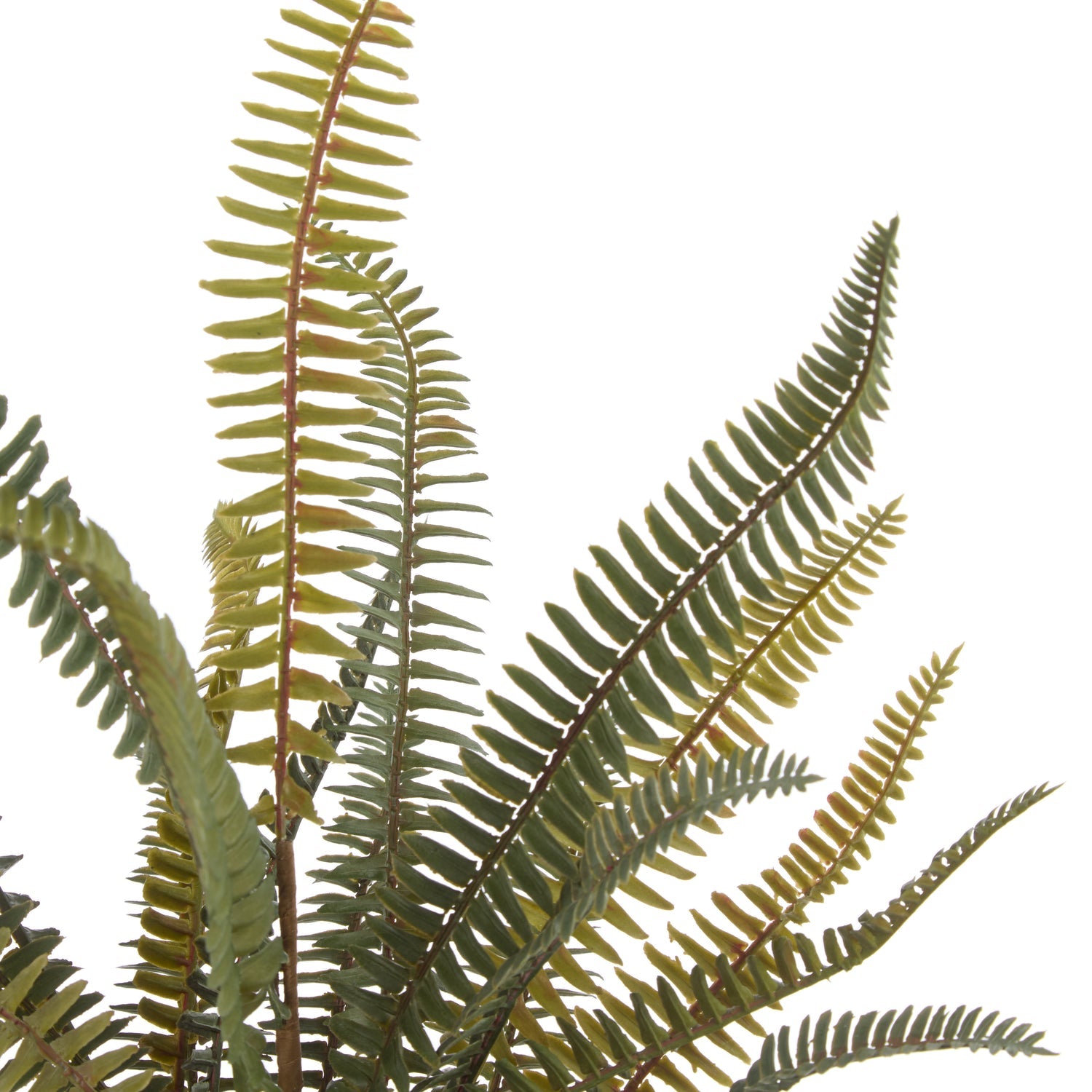 Rogue Boston Fern Pot Green
